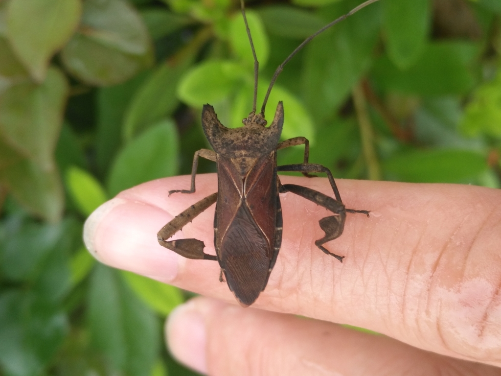 Trematocoris