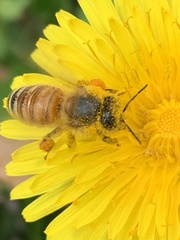 Apis mellifera