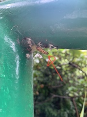 Insecta