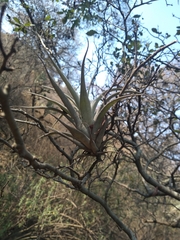 Tillandsia achyrostachys