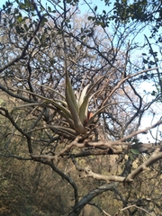 Tillandsia achyrostachys