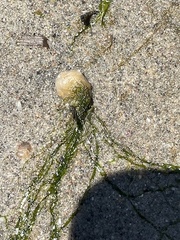 Chlorophyta