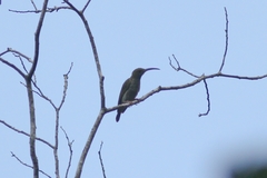 Arachnothera modesta