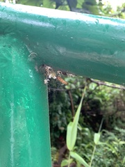 Insecta