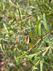 Grevillea linearifolia