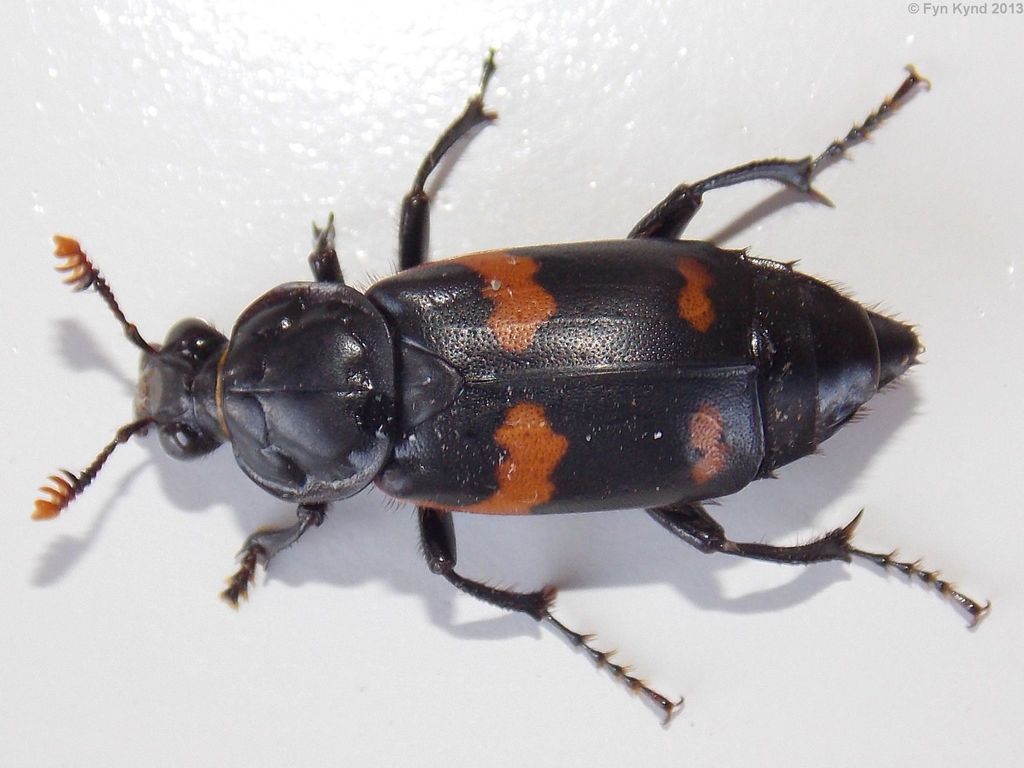 Say's Burying Beetle