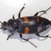Say's Burying Beetle - Photo (c) Fyn Kynd, some rights reserved (CC BY)