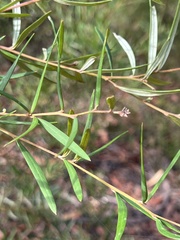 Grevillea linearifolia