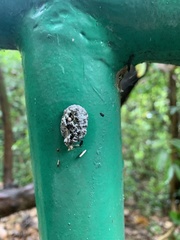 Insecta