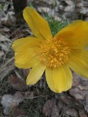 Adonis vernalis
