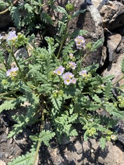 Phacelia brachyloba