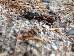 Anthophylax attenuatus