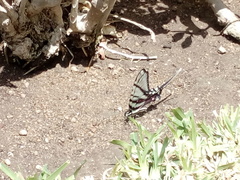 Protographium epidaus