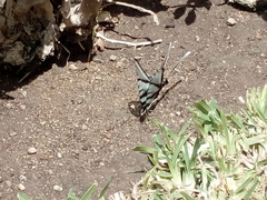 Protographium epidaus