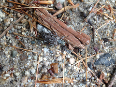 Anthophylax attenuatus