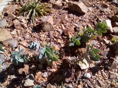 Kalanchoe fedtschenkoi
