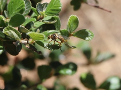Callinicus pictitarsis
