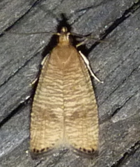 Psilocorsis cryptolechiella