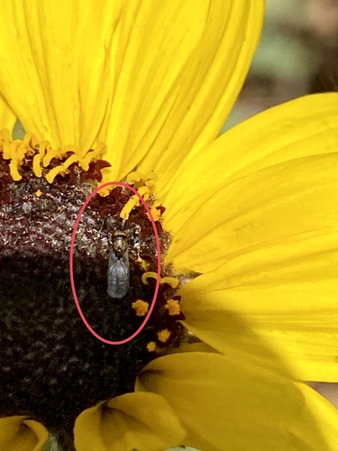 iNaturalist observation photo of Chalcidoid Wasps