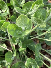 Matelea cynanchoides