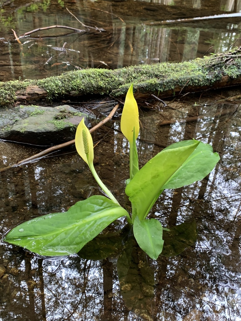 western skunk cabbage from Howe Sound, West Vancouver, BC, CA on May 01