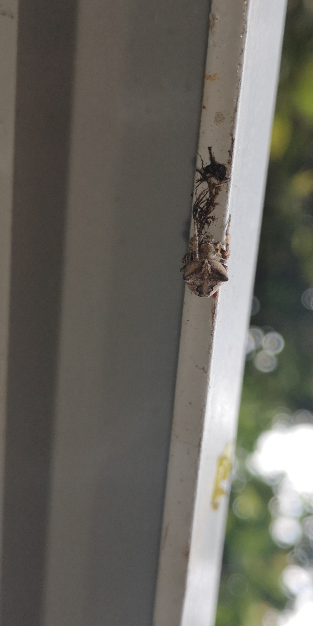 Araneus Ventricosus (L.Koch, 1878)