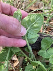 Matelea cynanchoides