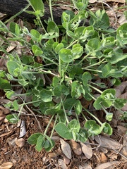 Matelea cynanchoides