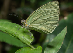 Pseudopieris