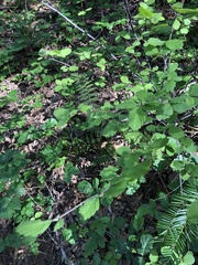 Holodiscus discolor discolor
