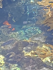 Eisenia arborea