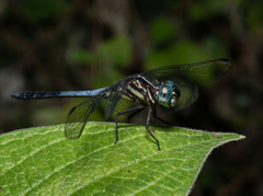 Cannaphila