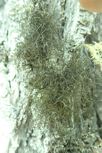 Shiny Horsehair Lichen