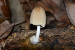 Coprinellus radians