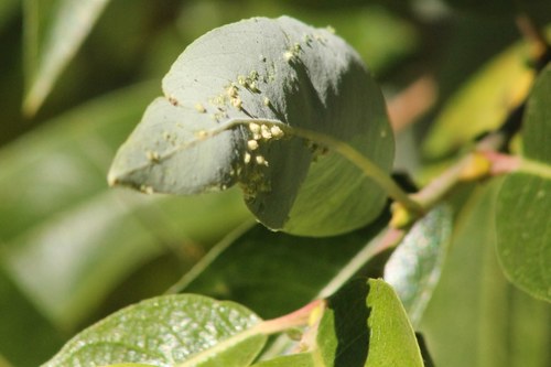 iNaturalist observation photo of Willow Bead Gall Mite