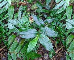 Ichnanthus pallens