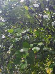 Dillenia philippinensis