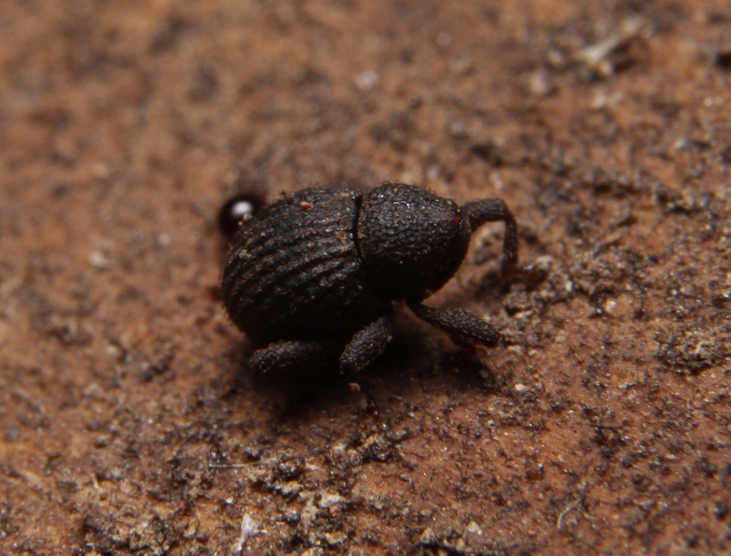 Eurhoptus curtus