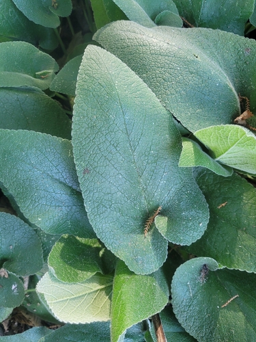 Image of Phlomis Russeliana (Phlomis russeliana) by (c) Julia Palmer, some rights reserved (CC BY-SA)