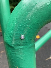 Tessaratoma papillosa