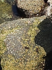 Pachygrapsus crassipes