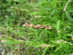 Persicaria mitis
