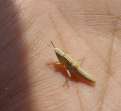 Orphulella tolteca