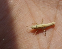 Orphulella tolteca