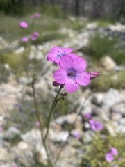 Saltugilia splendens