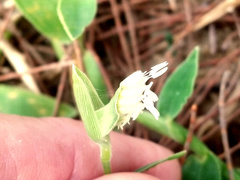 Thuarea involuta