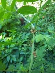 Indigofera trita scabra