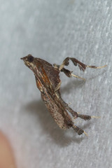 Galasa nigrinodis