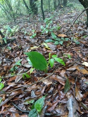 Cryptostylis arachnites