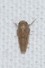 Paraphlepsius continuus